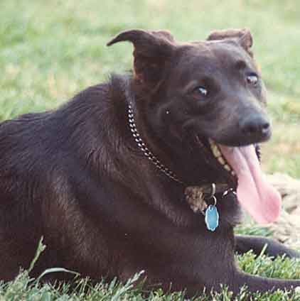 I'm the best emergency backup dog in the world!