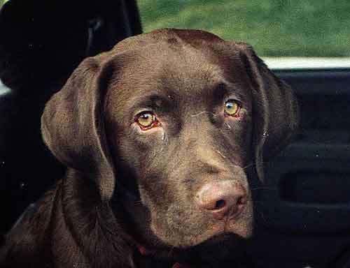 Doggie treat, please.