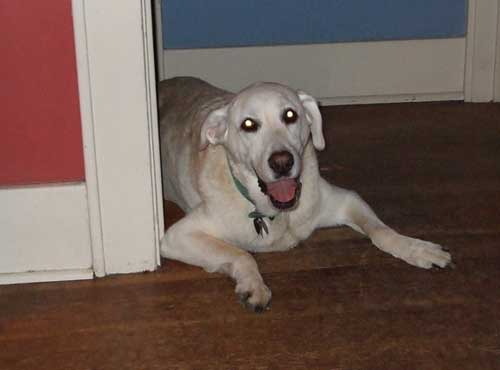 I'm a happy dog!