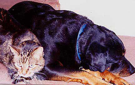 Let sleeping dogs lay