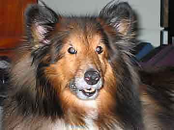 Yes. I am a very pretty dog!