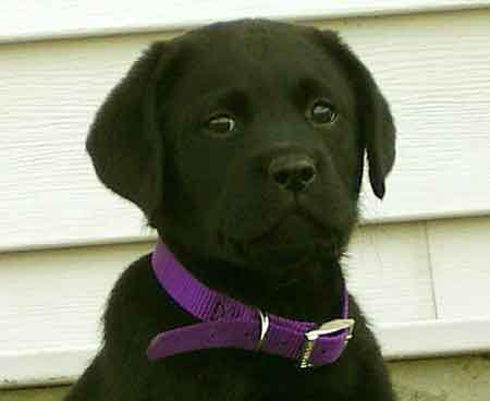 I am the cutest dog in the universe!